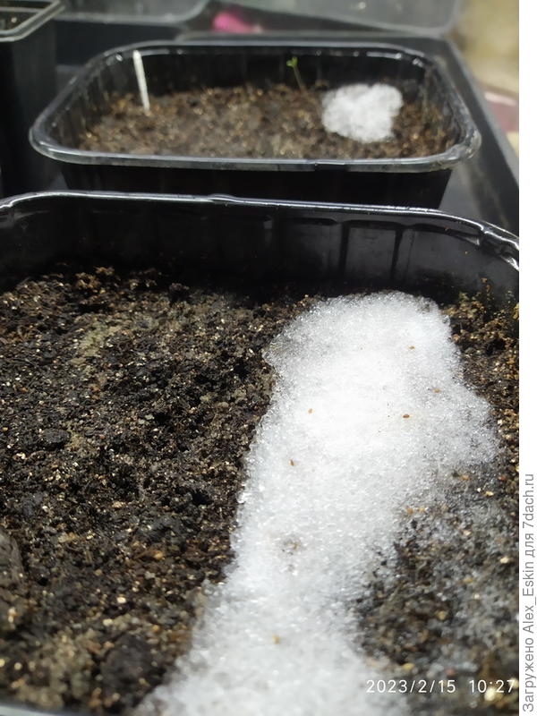 Руяна и Альпийская