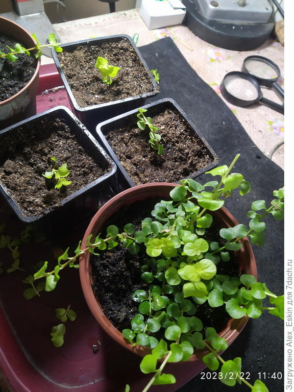 Вербейник монетчатый