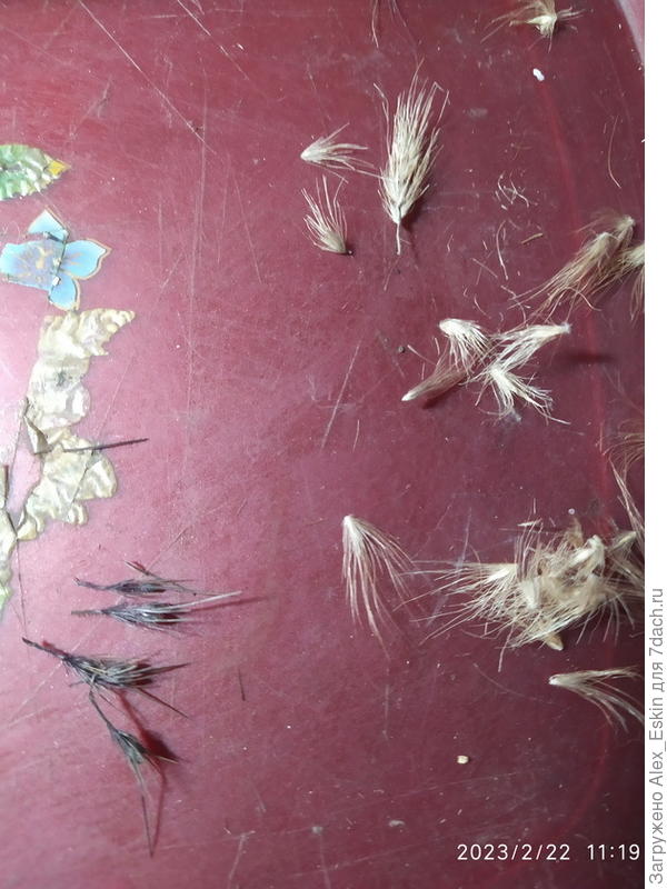 Пеннисетумы