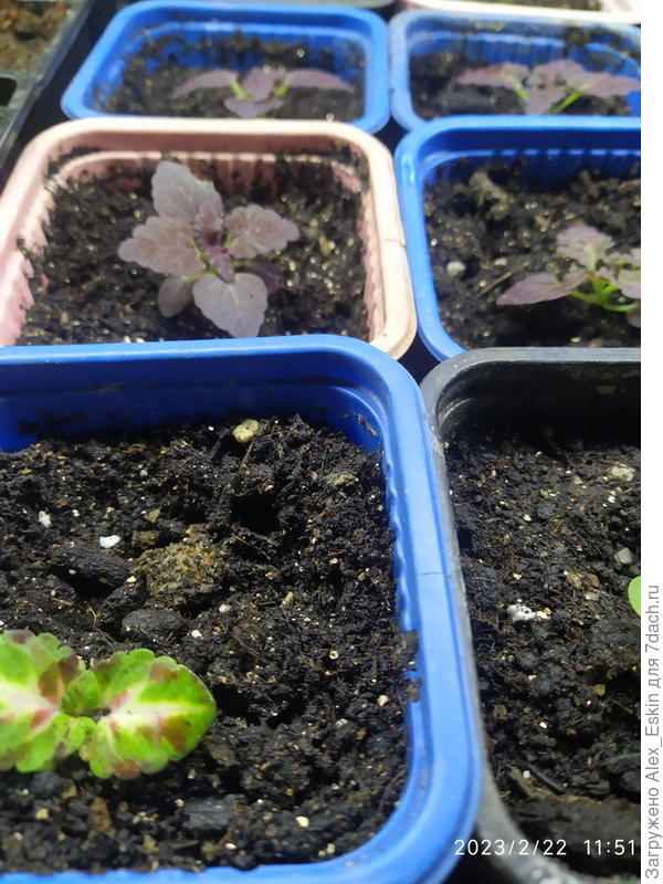 Колеусы,на переднем плане ,возможно,Русский размер