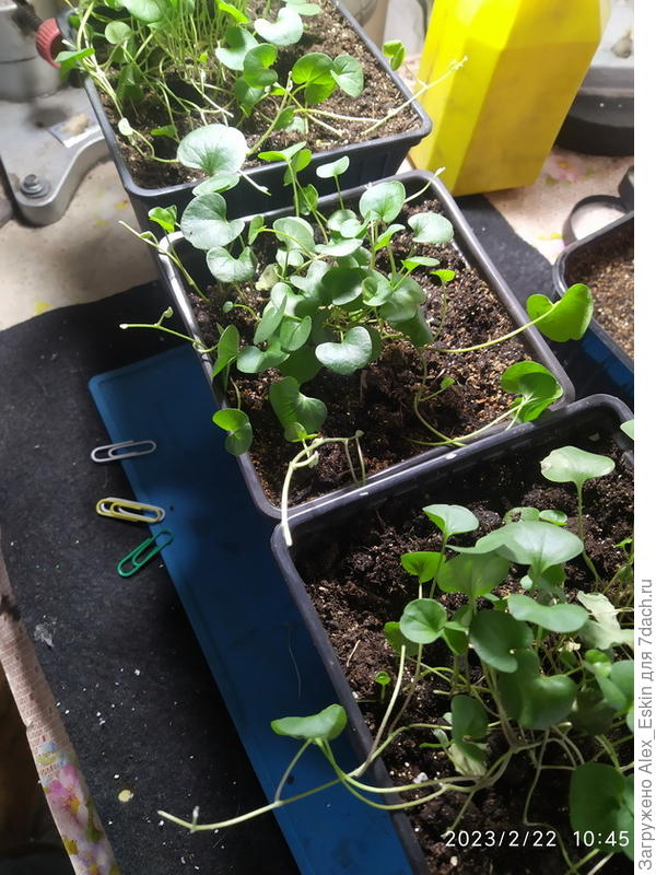 Изумрудную пришпилил