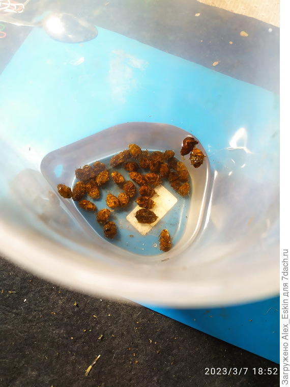 замочил в воде,завтра воду поменяю