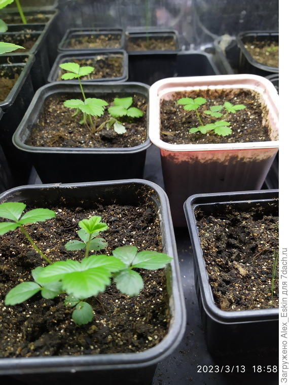 две крупноплодных,один барон