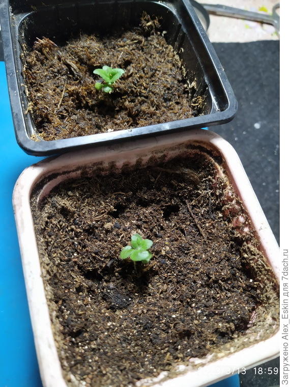 Роман?Флориан?Понаблюдаем