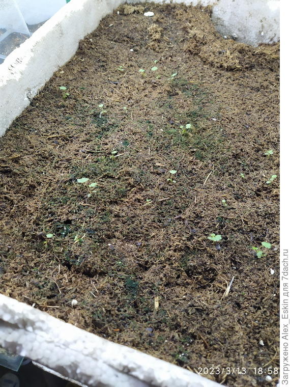 Елизавета(по моему,подзалил)