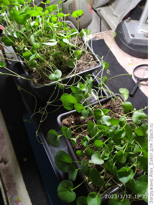 пришпиливаю побеги,присыпаю грунтом