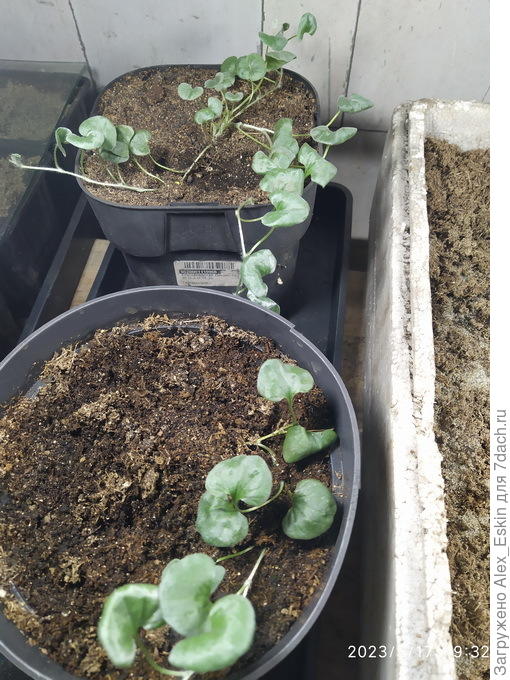 серебристые тормозят