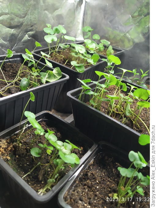 эти на подросте,на стеллаже