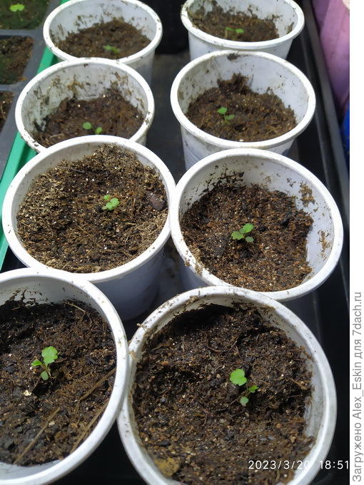 хотел утилизировать,пожалел,пусть растут