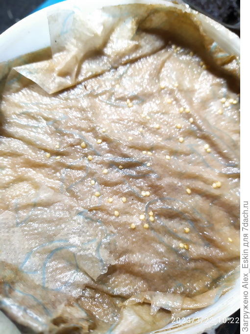 замоченные семена