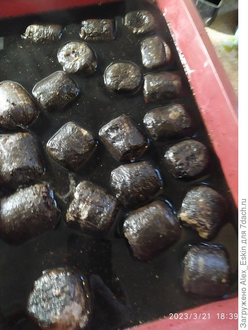 торфотаблетки после замачивания в гумате