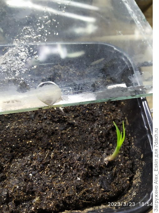 первый всход,растёт