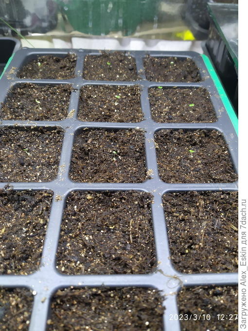 первые всходы(ячейки на переднем плане),на заднем Торения
