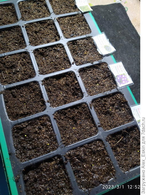 посев Экзакума