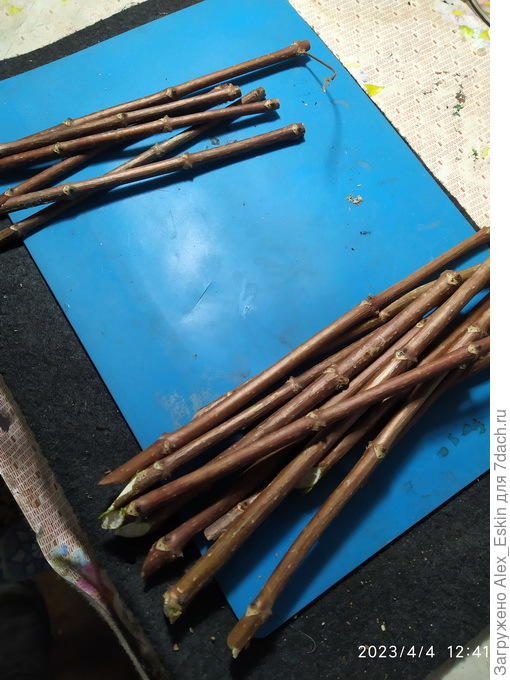 черенки гортензии