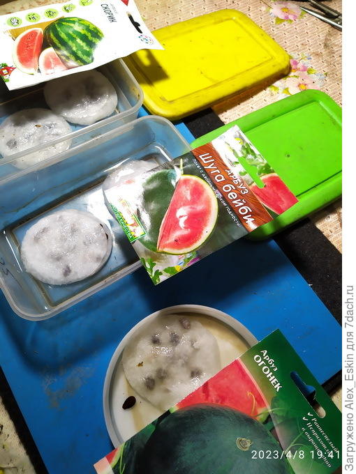 замочил арбузики