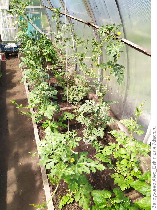 вот такая грядка