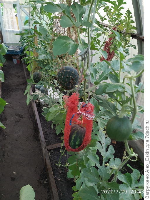 по мере роста подвешиваю