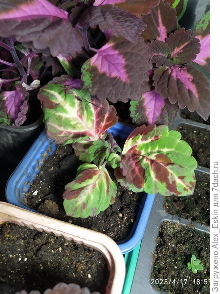 Русский размер