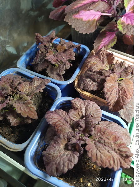 Дракончики