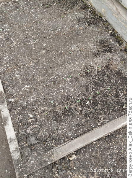 вторая грядка редиски