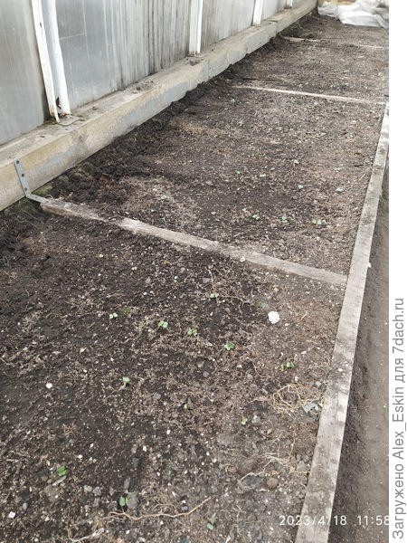 всходы редиски