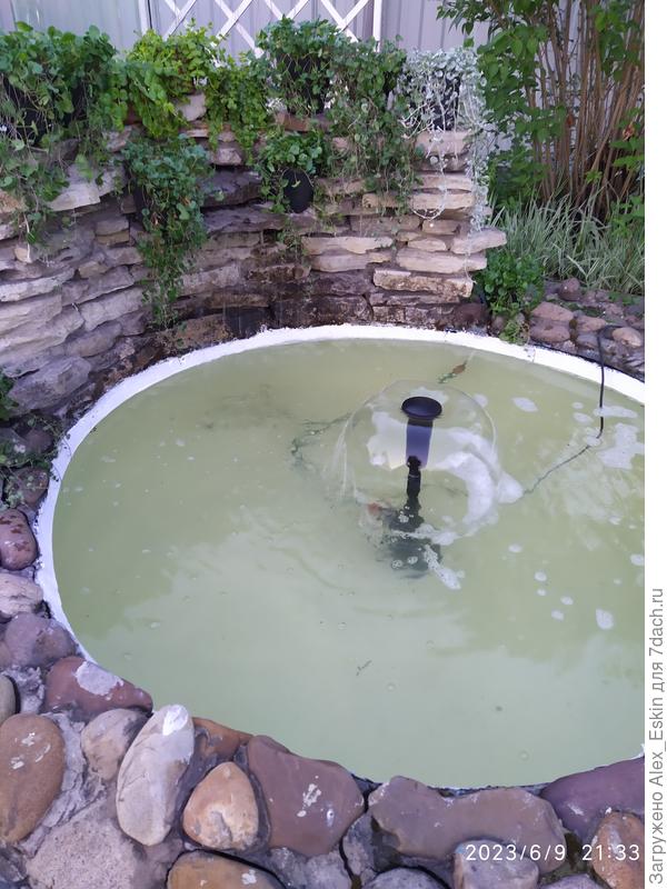 Временно разместил дихондры и вербейник