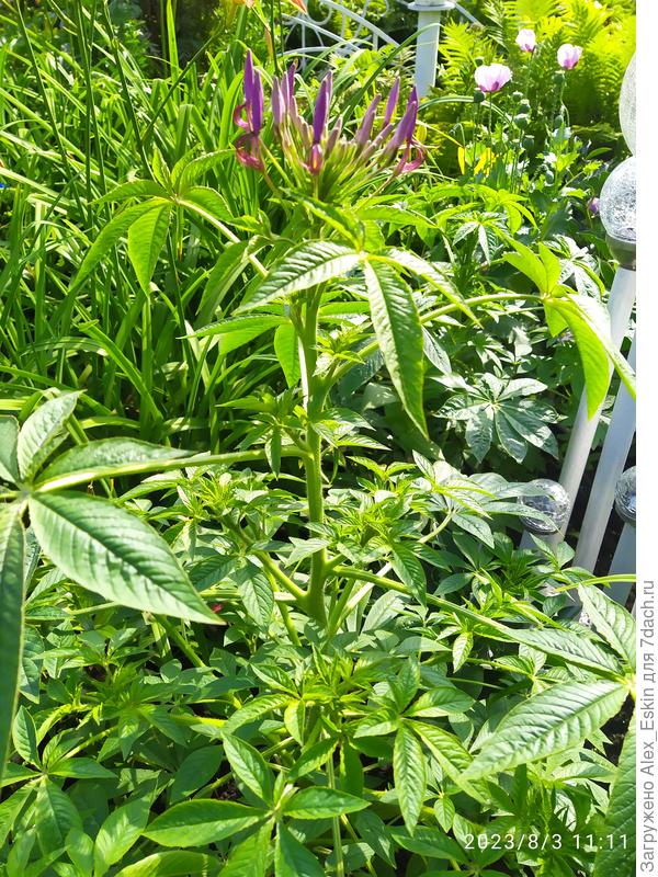 Ждём цветения