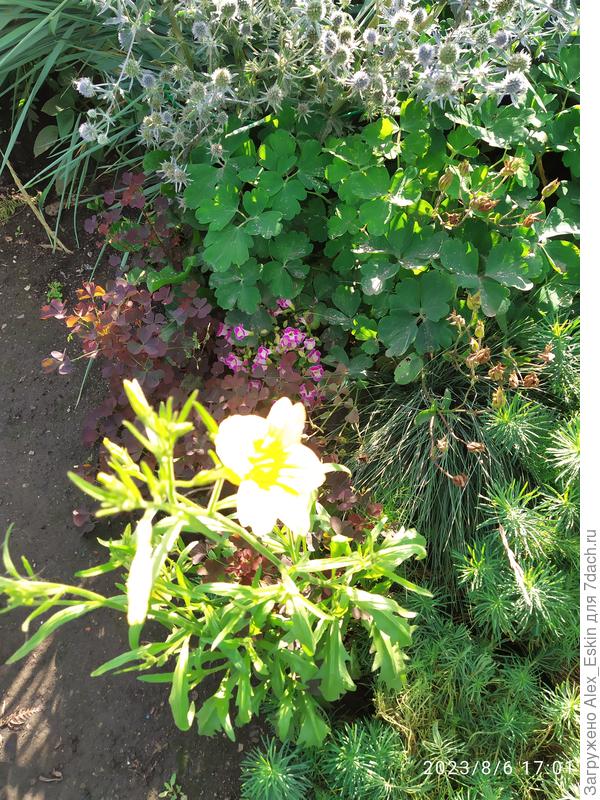 Сальпиглоссис