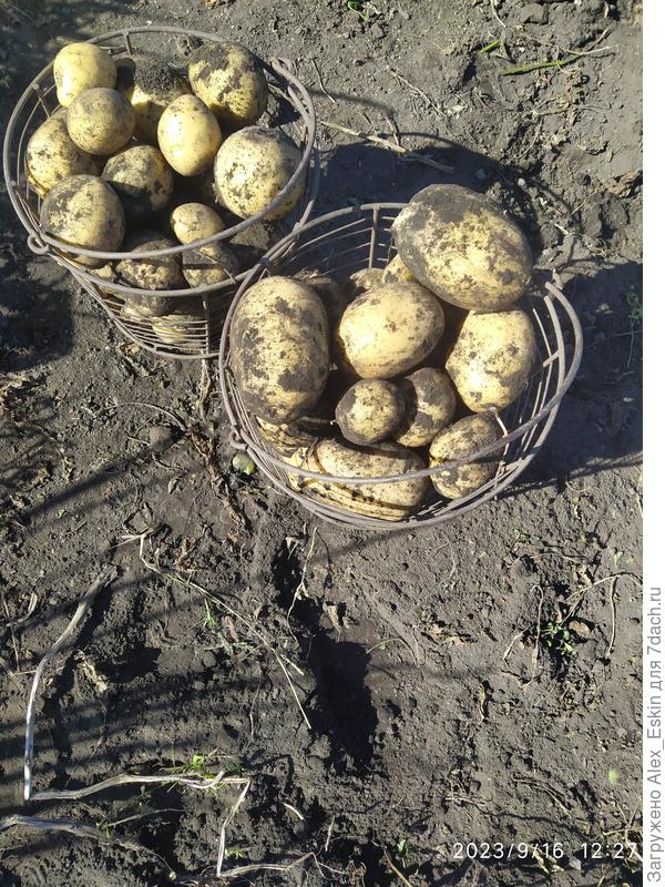 Сорт Колобок, радует