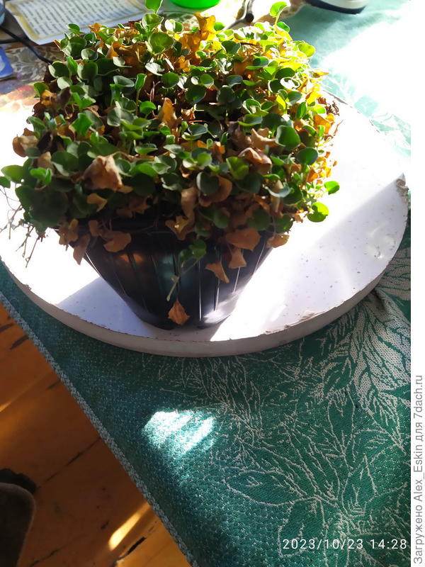 маточник,можно разделить минимум на 4 части.