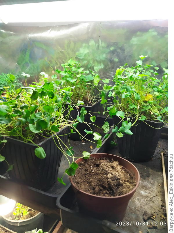 более ранние делёнки