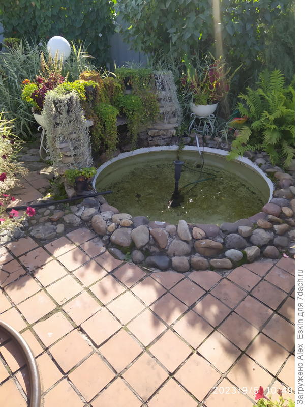 вот так выглядела летом,всё из семян,весенний посев