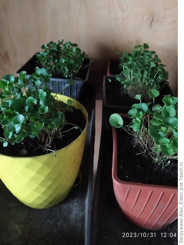 делёнки Изумрудной