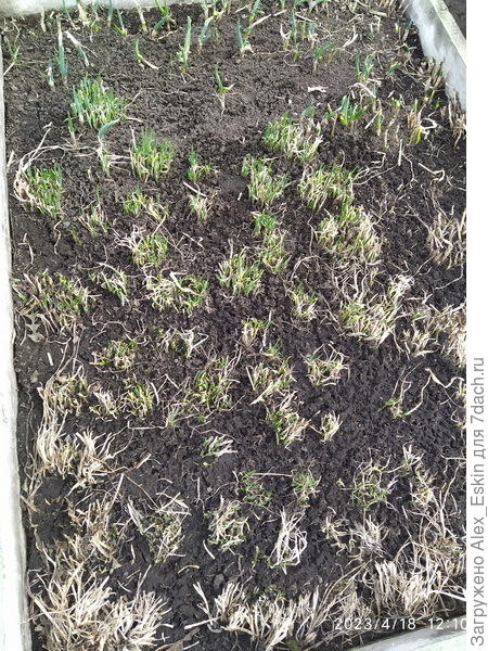 батун и шнитт лук,ранняяя весна.