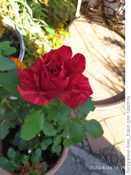 одна из этих роз,цветение 2023