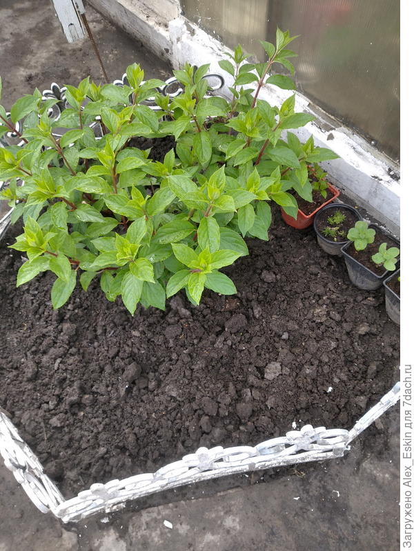 ясельная группа-Самарская лидия,Драба и парочка горшочков Мяты