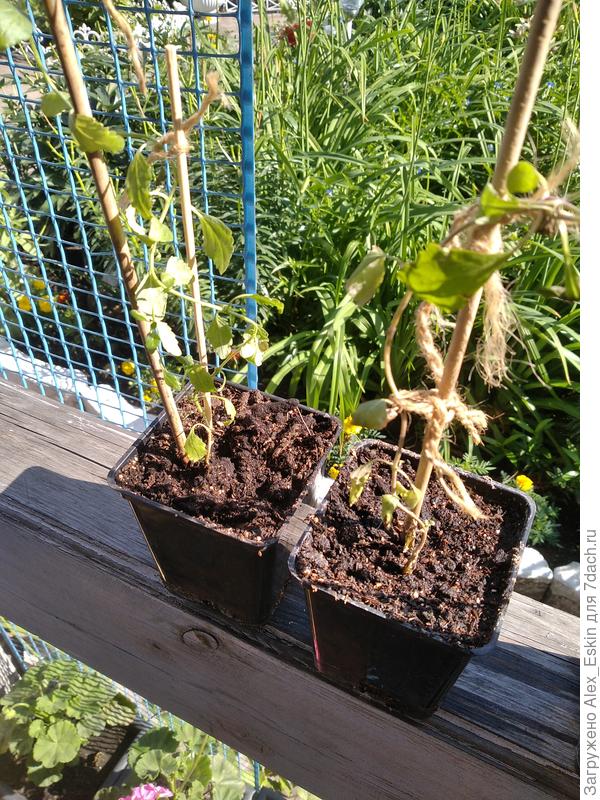 Перовския из семян