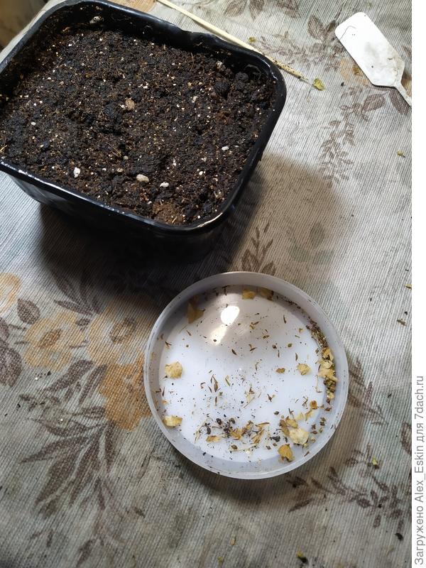 семена гортензии