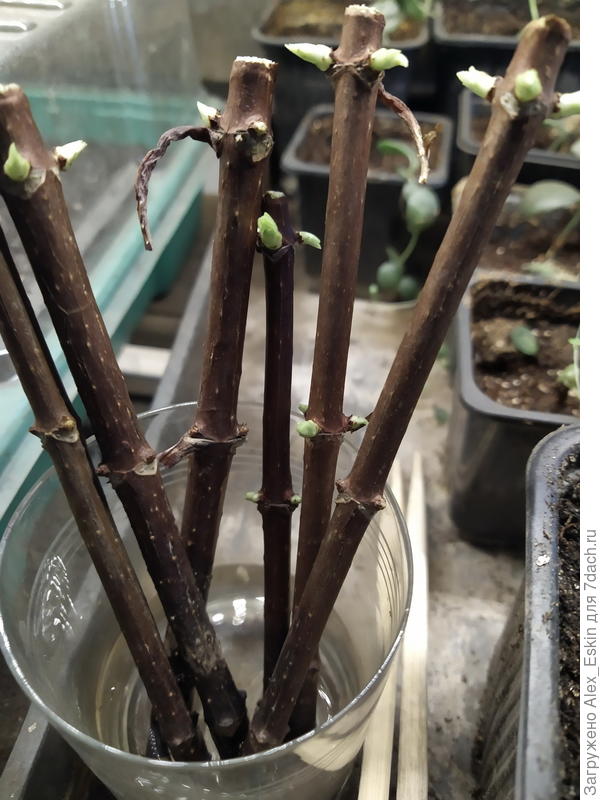 Черенки на выгонке почек