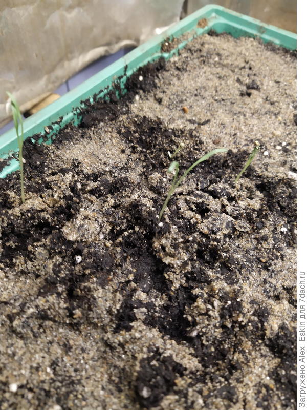 Дихондрочки