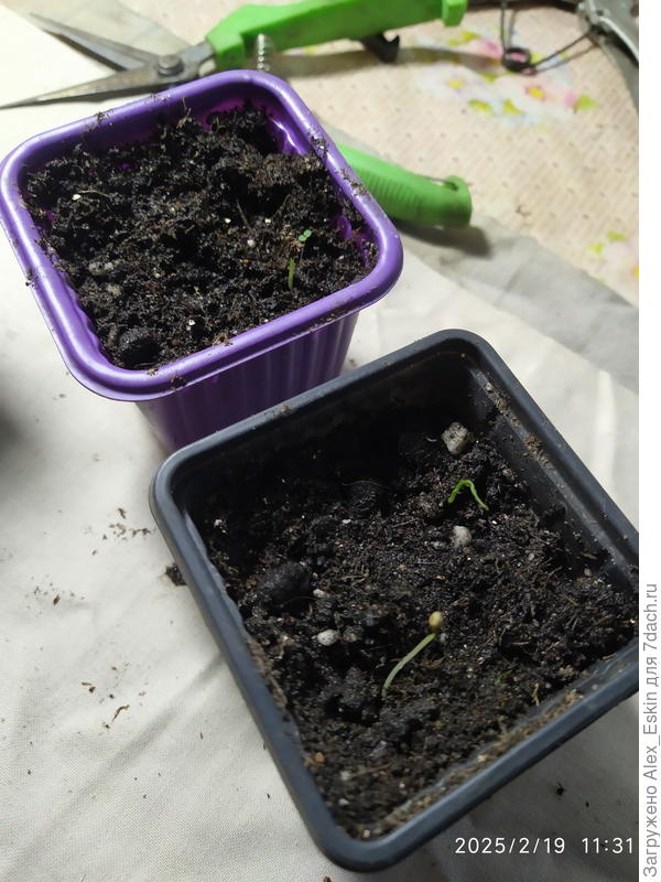 всходы семян от Аэлиты