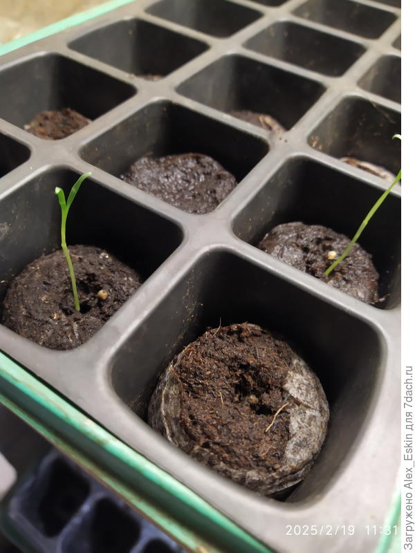 парочка в таблетках