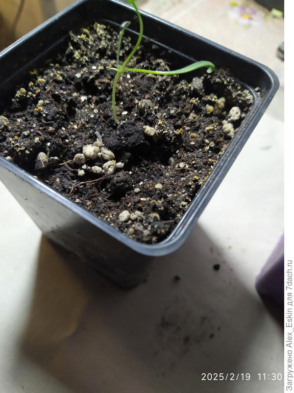 а эта из позапрошлогодних семян