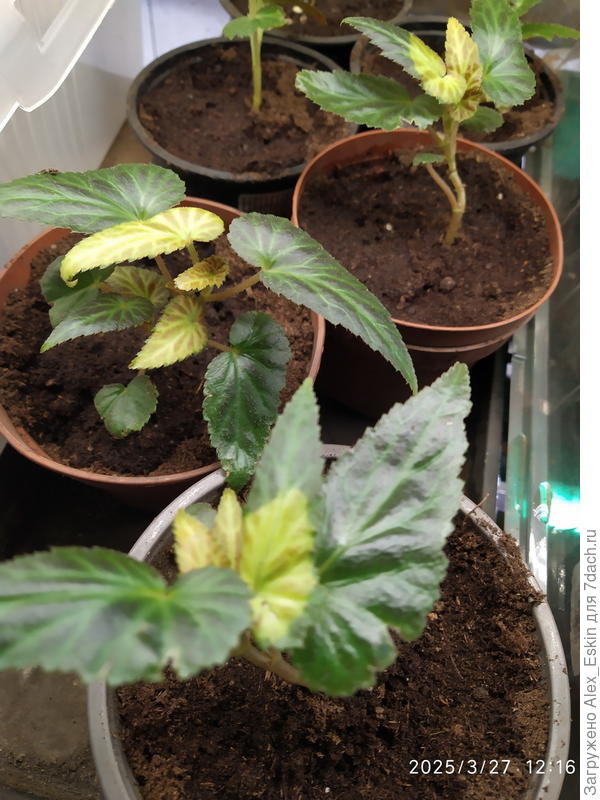 пожелтение