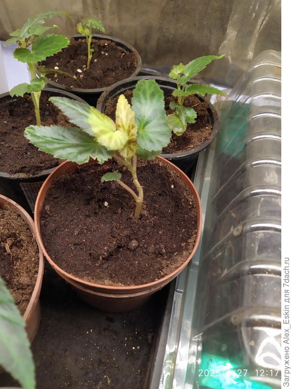 на заднем плане черенки нормальные,без пожелтения