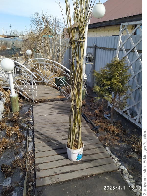 пока на стяжках