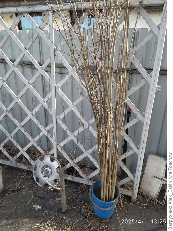 а это ещё сырьё