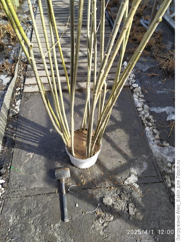 разместил пучки в ведре