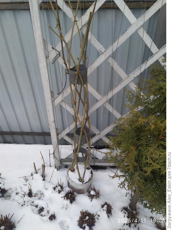 моя стройняшка,в один прут.